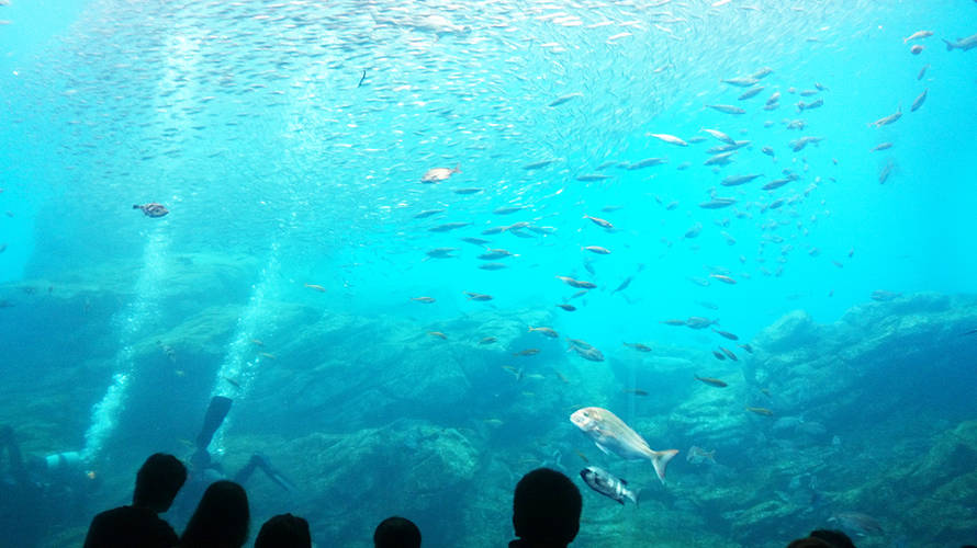 Webチケットで待たずにうみの杜水族館に入れるんだってば!