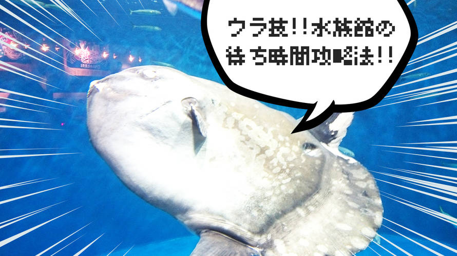待ち時間回避のウラ技!! 仙台うみの杜水族館の攻略法