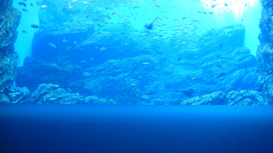 うみの杜水族館、あるタイミングで行ったらのんびりみれた!