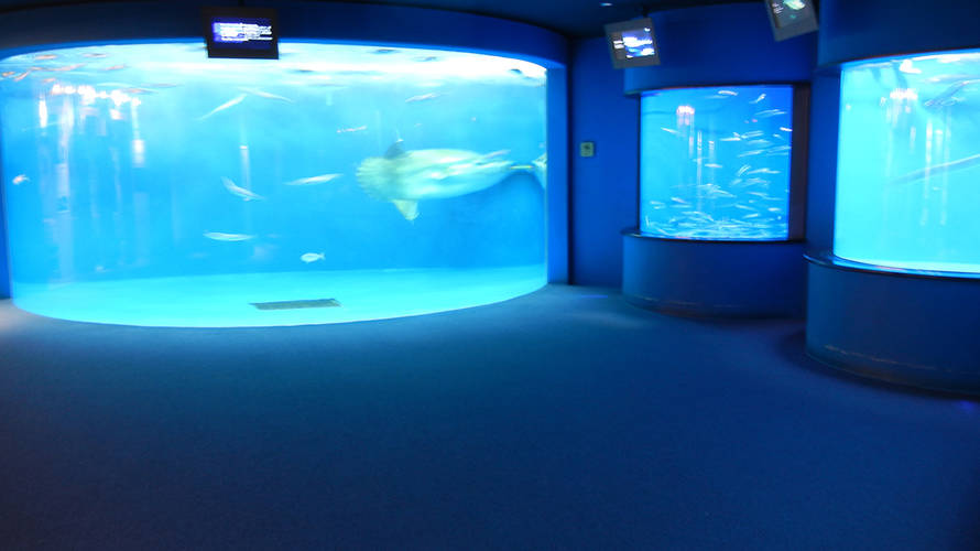 来場者100万人突破!の「うみの杜水族館」の混雑を上手に避ける方法