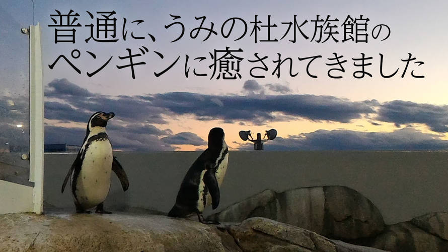 普通に、うみの杜水族館のペンギンに癒されてきました