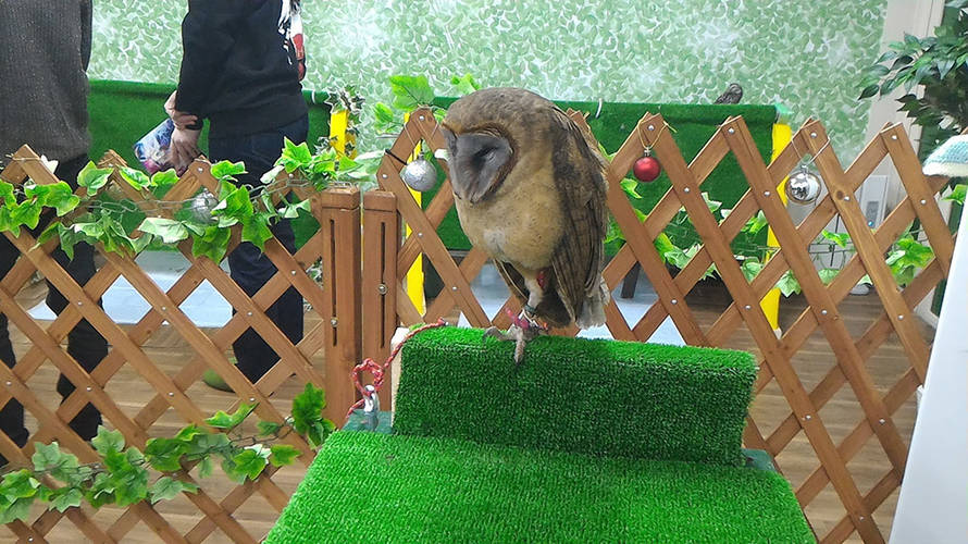 ふくろうカフェ仙台中心部にオープン!やっぱりかわいかった。