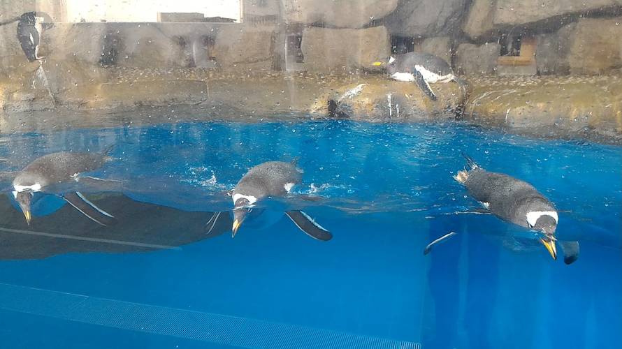 年末12/26の”うみの杜水族館”の混雑状況(12/31追記)