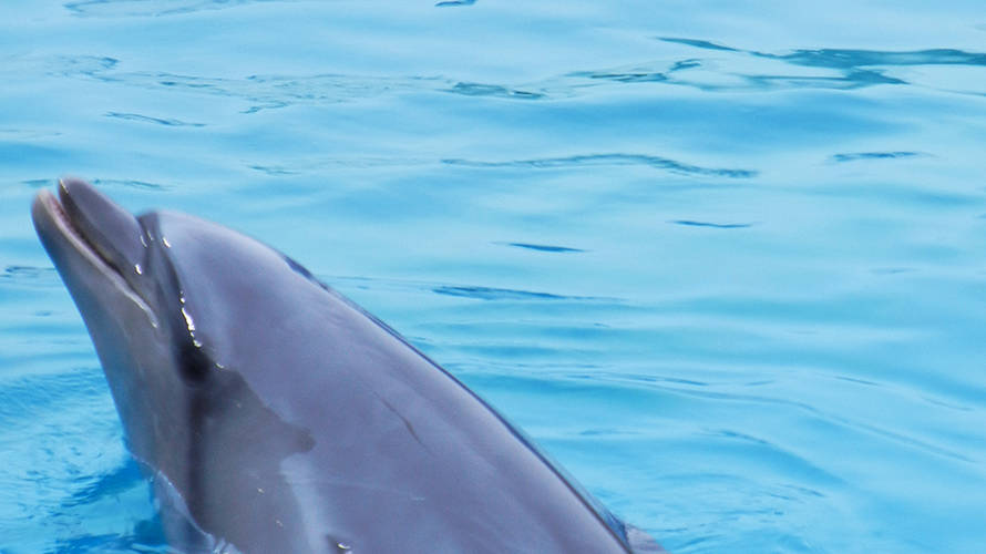 3月のうみの杜水族館だけど営業時間が通常期に戻るよ