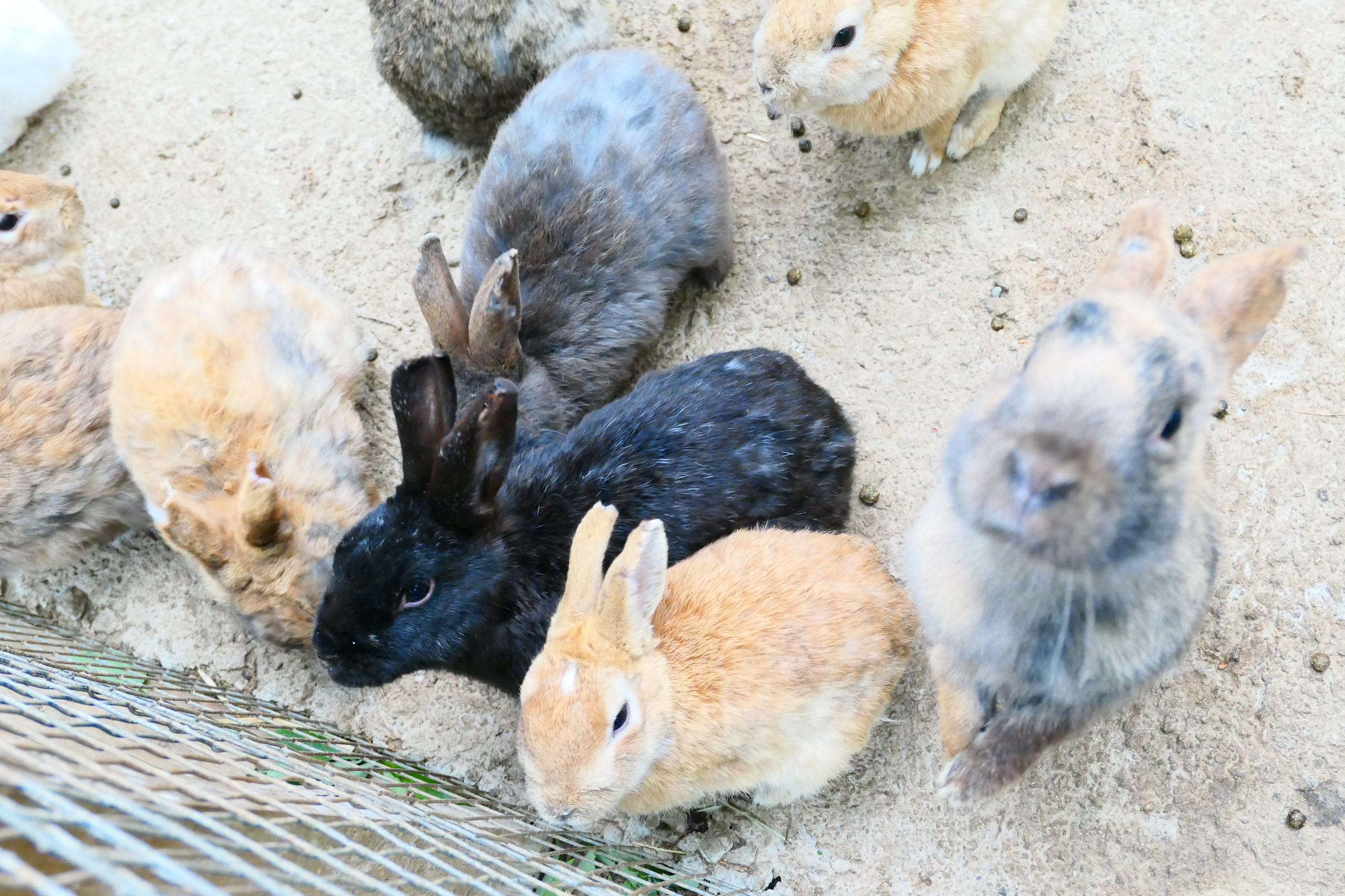 動物情報を独立させて「仙台どうぶつナウ」始めます