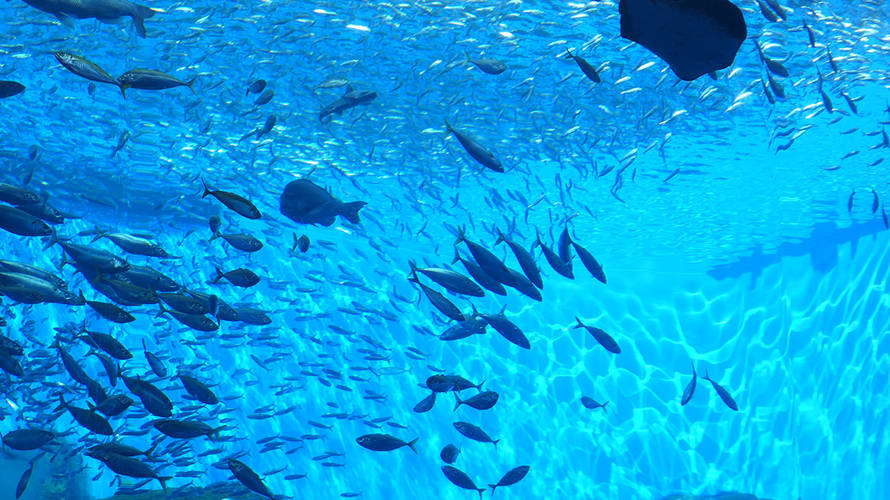 2018年3月11日 うみの杜水族館へ