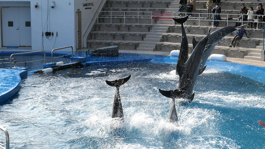 仙台うみの杜水族館行くならX時!混雑具合と混雑予想