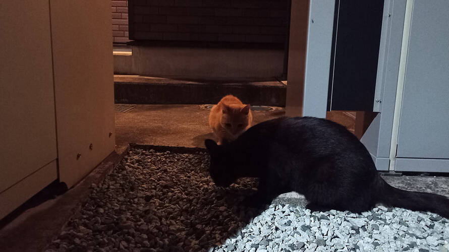 夜と猫とウォーキング